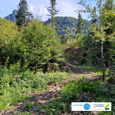 WALD DER ZUKUNFT